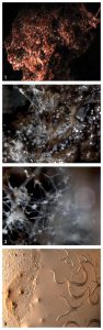 Time series photos highlight biological activity in a green pea sized (5 mm) clump of mature compost straight from the pile (1). A drop of water was added and a network of fungal hyphae glisten in the light (2). Looking at various depths of field, clumps of spores or eggs are visible at junctures of the hyphae (3). At the margin, bacterial-feeding nematodes are swimming out from the compost (4). The small perfectly round spheres among the nematodes are protozoa, and the smallest particles are either mineral particles, or bacteria in some cases.