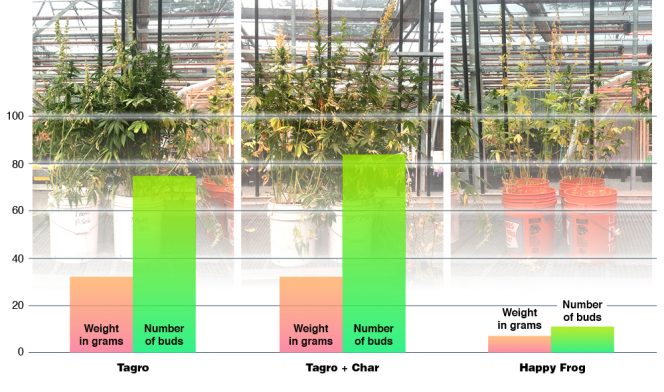 Cannabis growth trial with compost