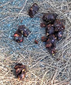 Bear scat