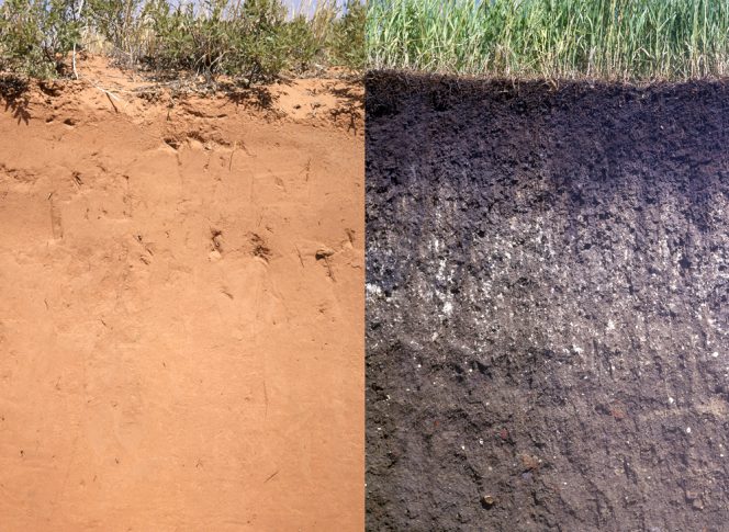Entisoils (left) are "baby soils" of recent origin. Mollisol (right) result from long-term addition of organic materials.
