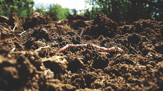 Worm comes up from the earth