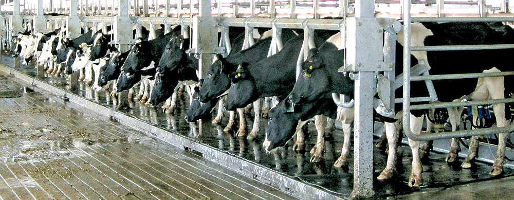 Dairy cow milking