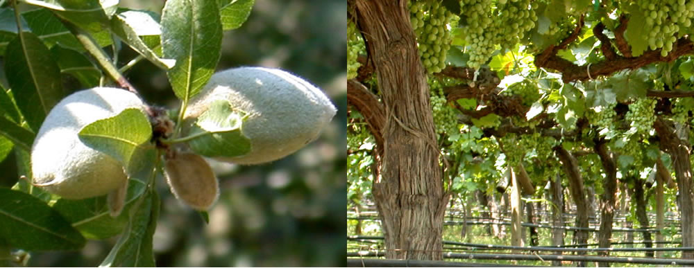 almond tree and grapevines