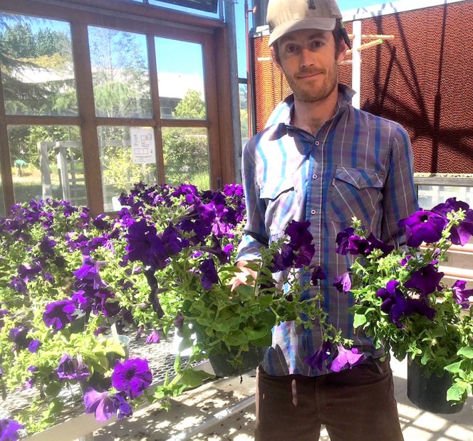 Ryan Batjiaka with trial pentunias