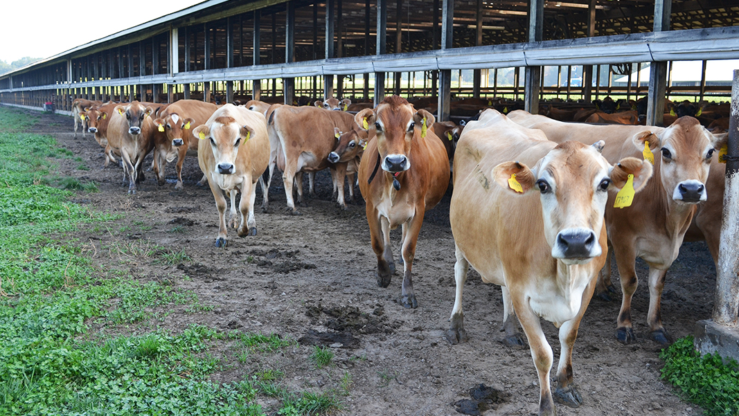 Beaver Creek cows