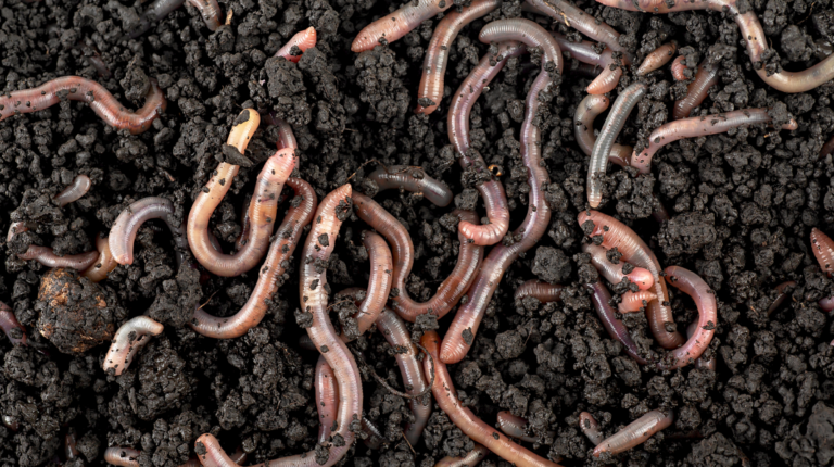 Can Worms Destroy Pathogens During Composting? | BioCycle